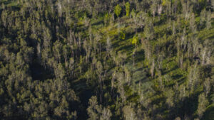 Wide overhead view of Cumulus site with landscaped grounds and planned residential buildings