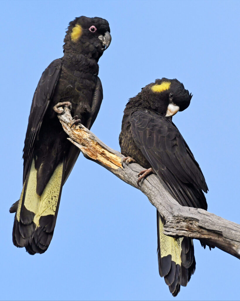 Yellow-tailed black cockatoo